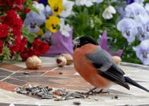 What Birds Eat Sunflower Seeds