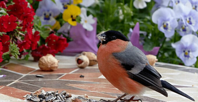 What Birds Eat Sunflower Seeds