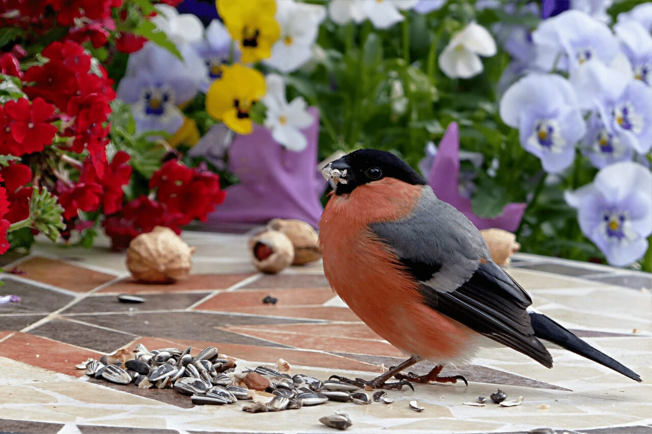 What Birds Eat Sunflower Seeds What Birds