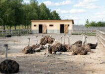 What Birds Cannot Fly What Birds Cannot Fly