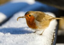 What Birds Eat Mealworms