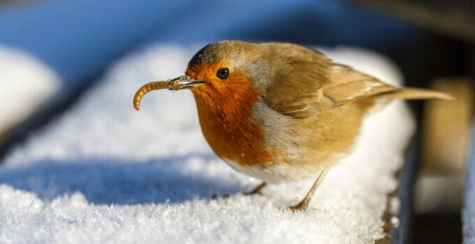 What Birds Eat Mealworms