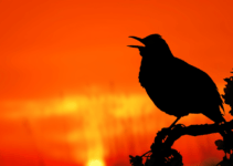 What Birds Chirp At Night What Birds Chirp At Night