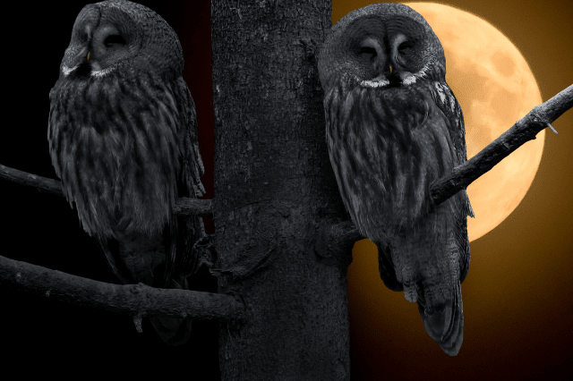 What Birds Chirp At Night