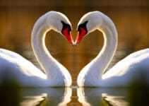 What Birds Mate For Life