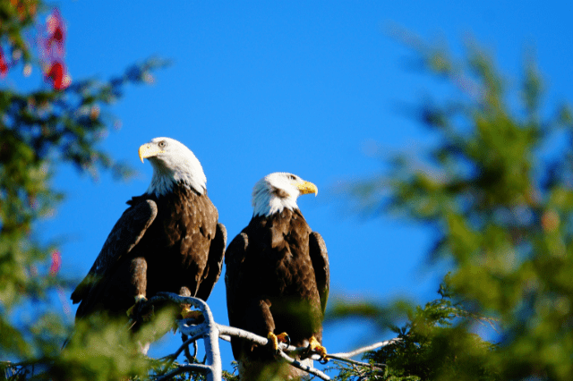Bald Eagles