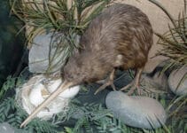 What Birds Can’t Fly What Birds Can’t Fly