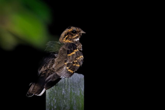 What Birds Fly At Night