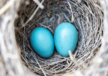 What Birds Lay Blue Eggs