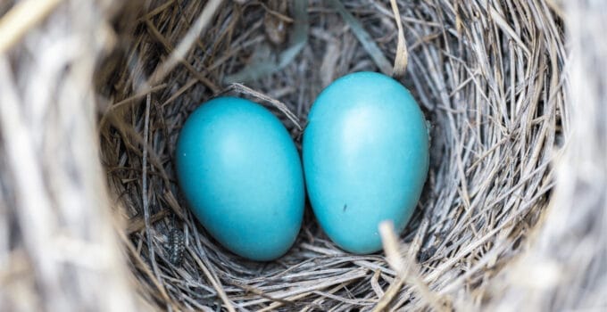 What Birds Lay Blue Eggs