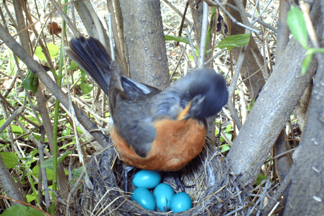 What Birds Lay Blue Eggs
