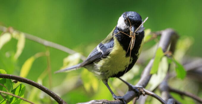 What Birds Eat Mosquitoes