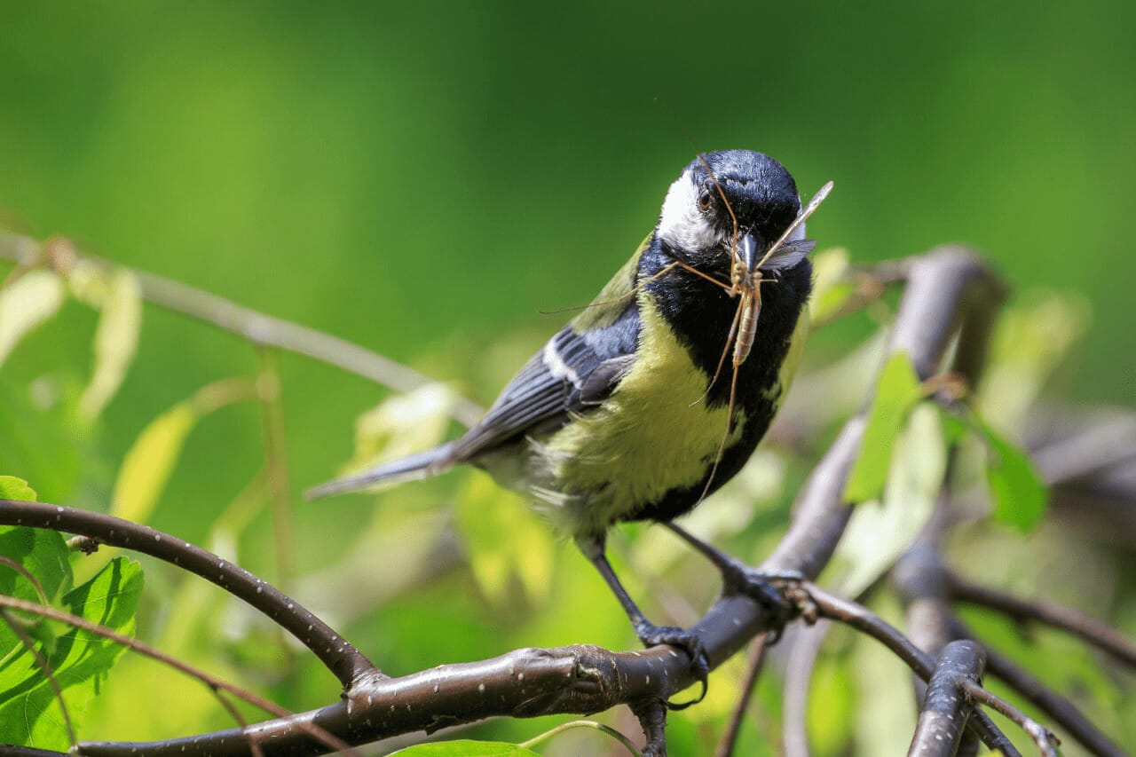 What birds eat mosquitoes what birds