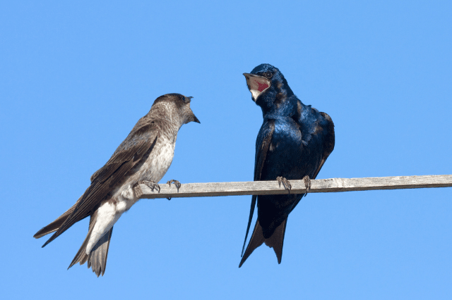 What Birds Eat Mosquitoes