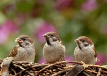 What Birds Talk The Most What Birds Talk The Most