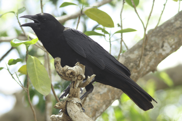 American Crow