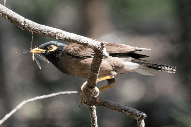 Common Myna