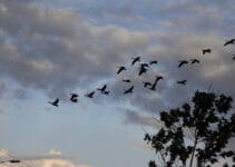 What Birds Fly South For The Winter What Birds Fly South For The Winter