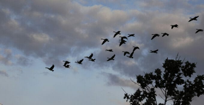 What Birds Fly South For The Winter