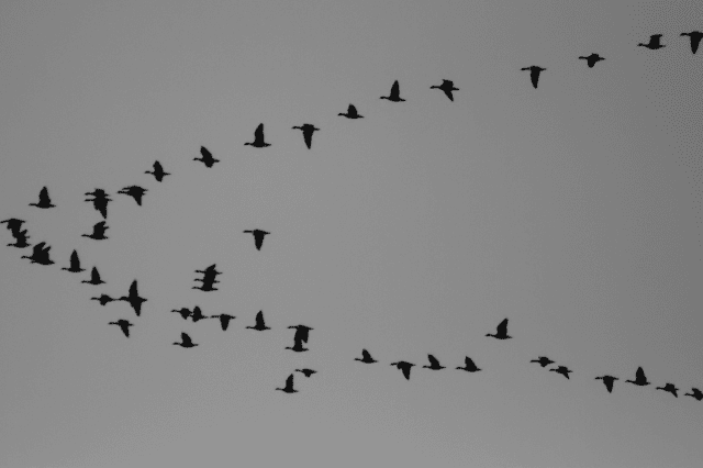 What Birds Fly South For The Winter