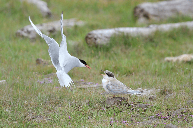 Arctic Tern,