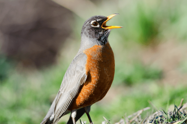 American Robins