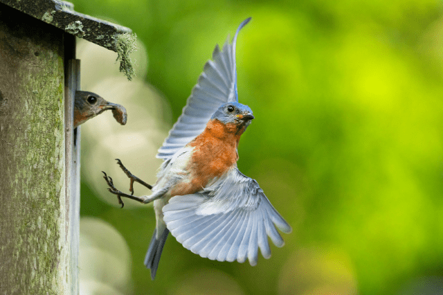 Eastern Bluebirds