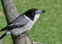 Grey Butcherbird Grey Butcherbird