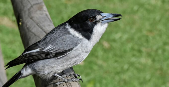 Grey Butcherbird