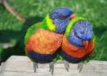 Rainbow Lorikeet