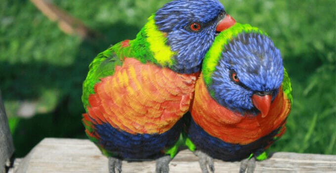 Rainbow Lorikeet