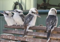 What Is A Kookaburra