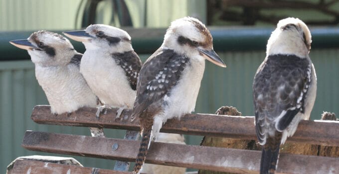 What Is A Kookaburra