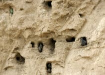 What Birds Make Mud Nests What Birds Make Mud Nests