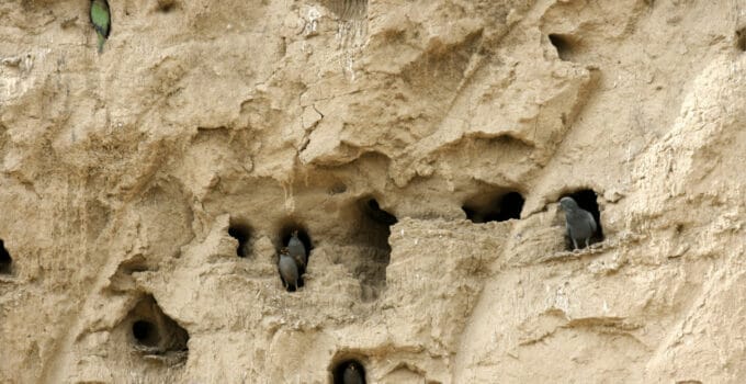 What Birds Make Mud Nests