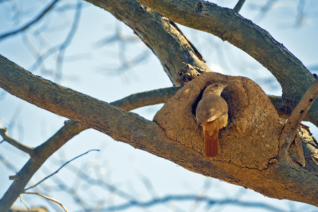 What Birds Make Mud Nests