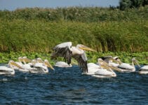 How Long Do Birds Live How Long Do Birds Live