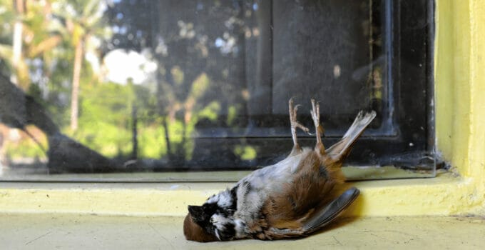 Why Do Birds Fly Into Windows