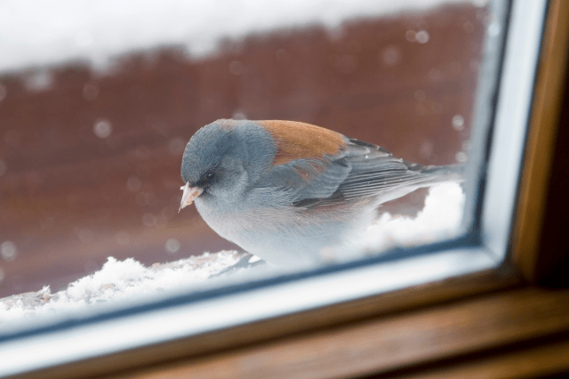 Why Do Birds Fly Into Windows