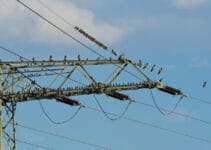 Why Do Birds Sit On Power Lines Why Do Birds Sit On Power Lines