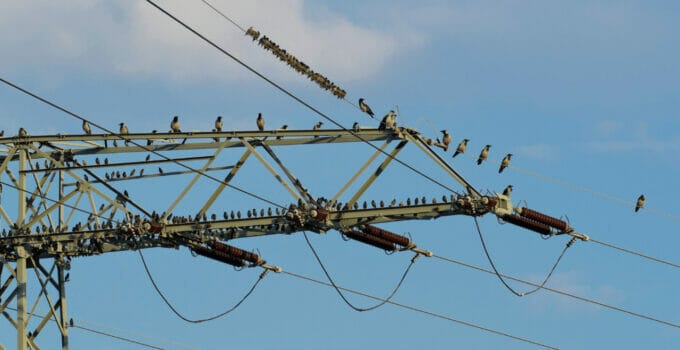 Why Do Birds Sit On Power Lines