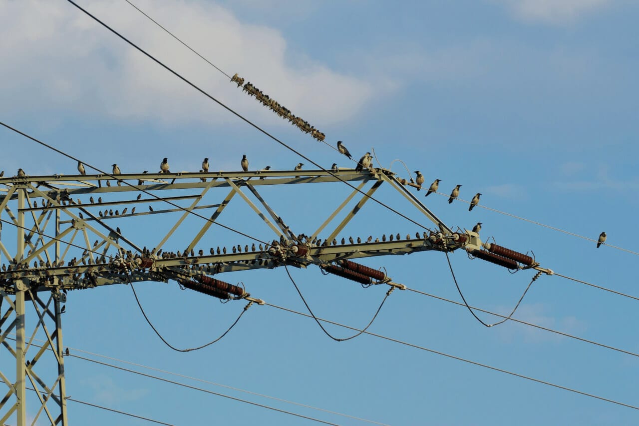 Why Do Birds Sit On Power Lines What Birds