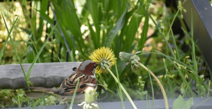 Do Birds Have A Sense Of Smell