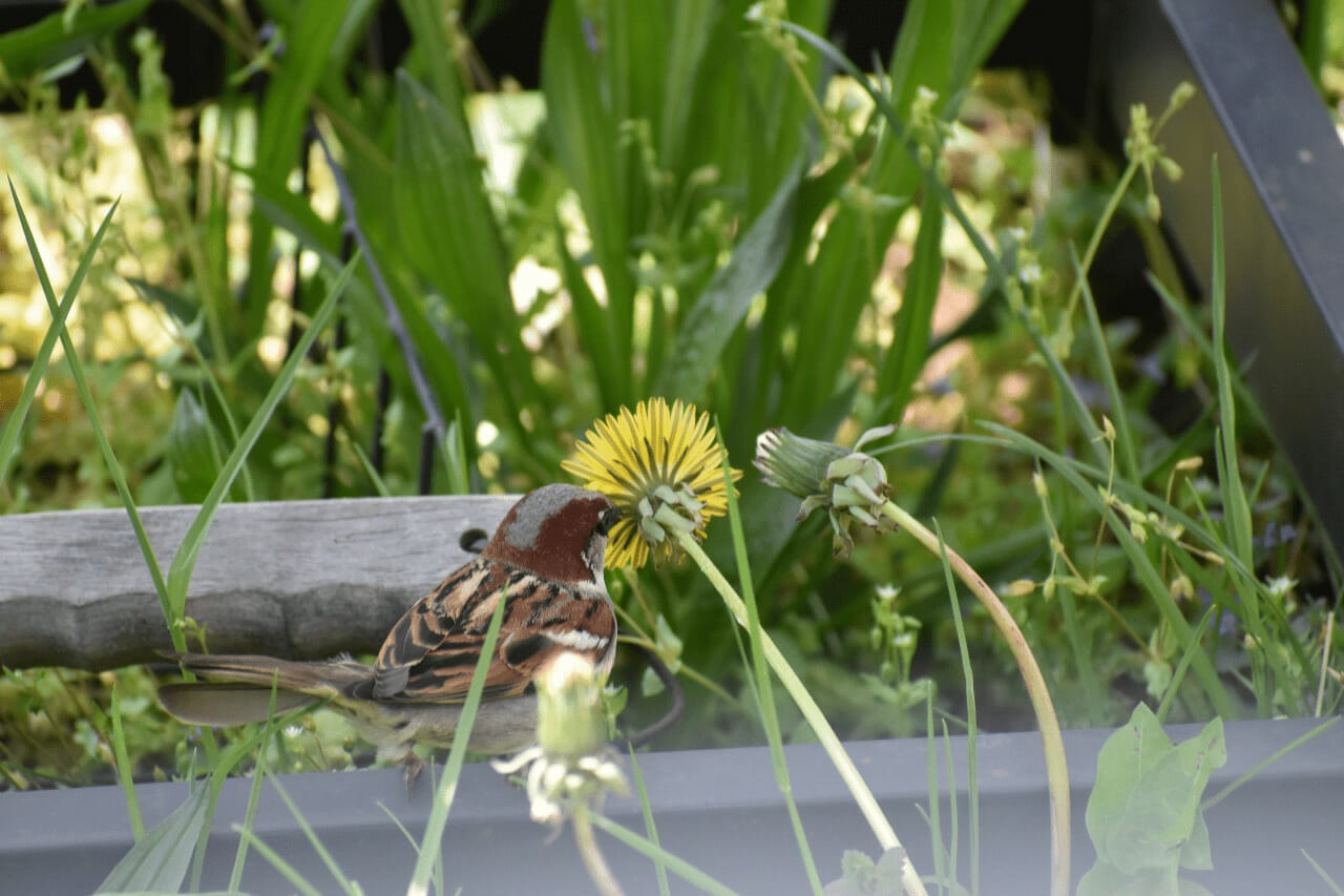 Do Birds Have A Sense Of Smell What Birds