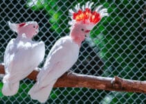 Pink Cockatoo