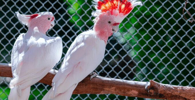 Pink Cockatoo