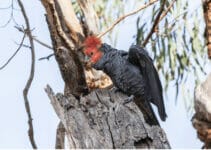 Cockatoo Lifespan Cockatoo Lifespan