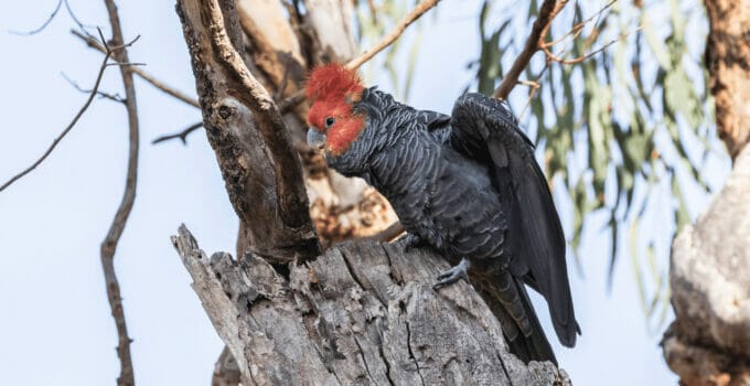 Cockatoo Lifespan