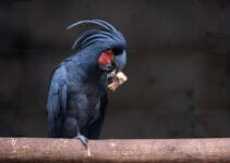 Black Palm Cockatoo