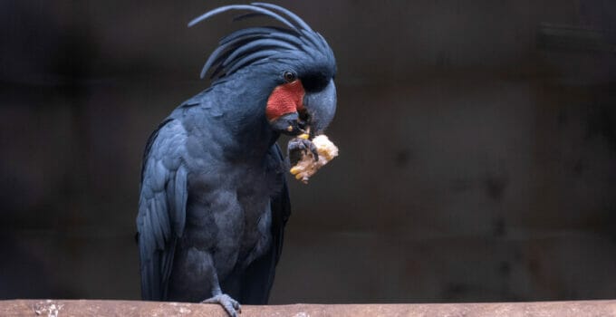 Black Palm Cockatoo